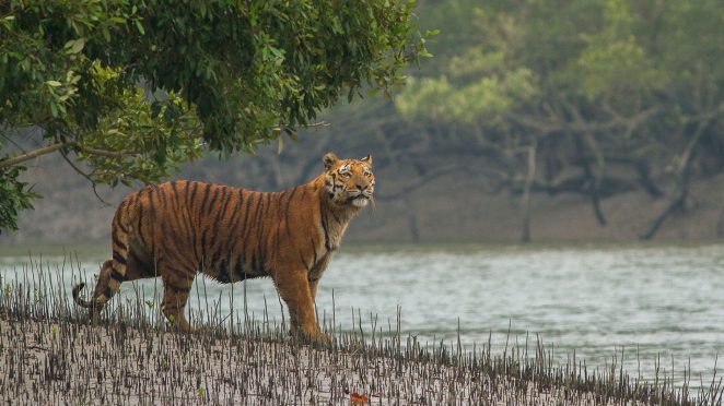 Indian Wildlife