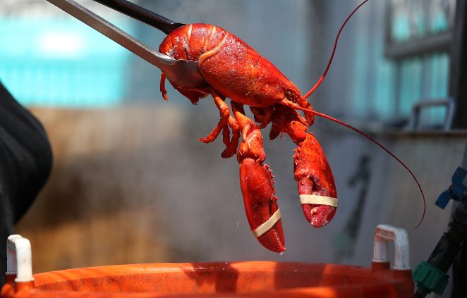 Interesting Health Benefits of Eating Lobsters