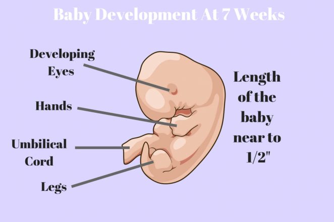 I’m 7 Weeks Pregnant