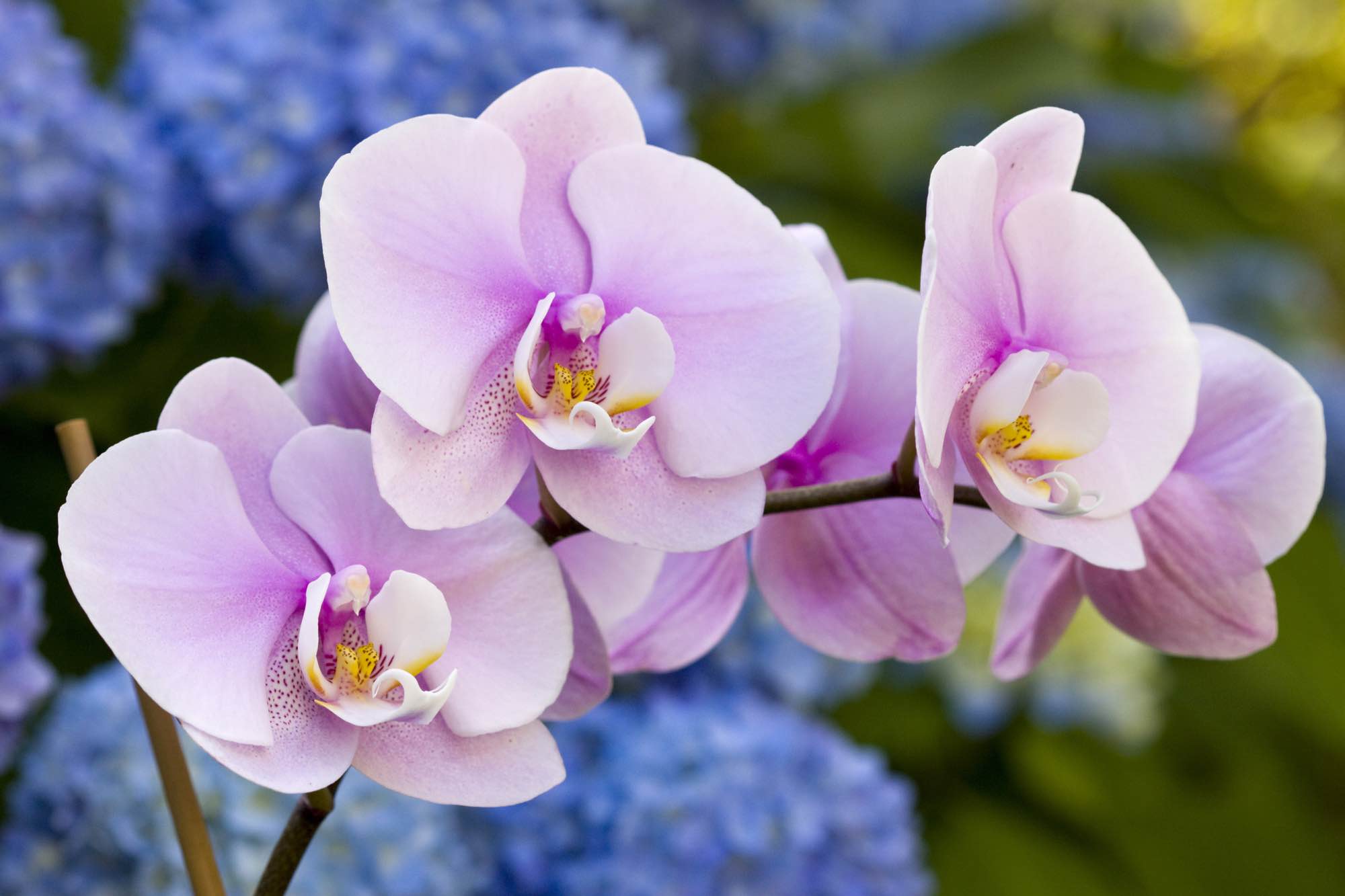 5-amazing-facts-about-orchids-vermont-republic