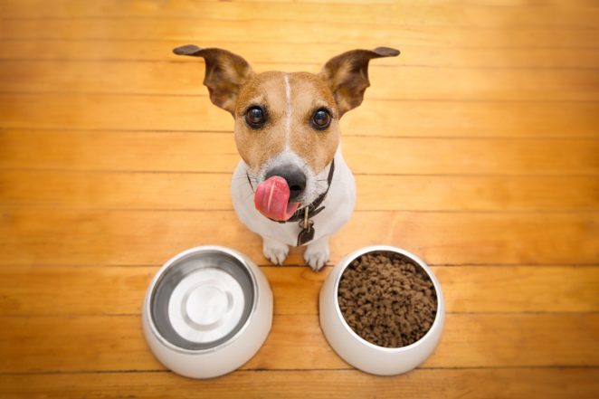 benefits of a slow feeder dog bowl