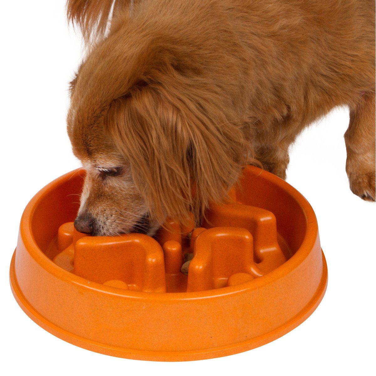 Benefits to a Slow Feed Dog Bowl 2024 Guide Vermont Republic