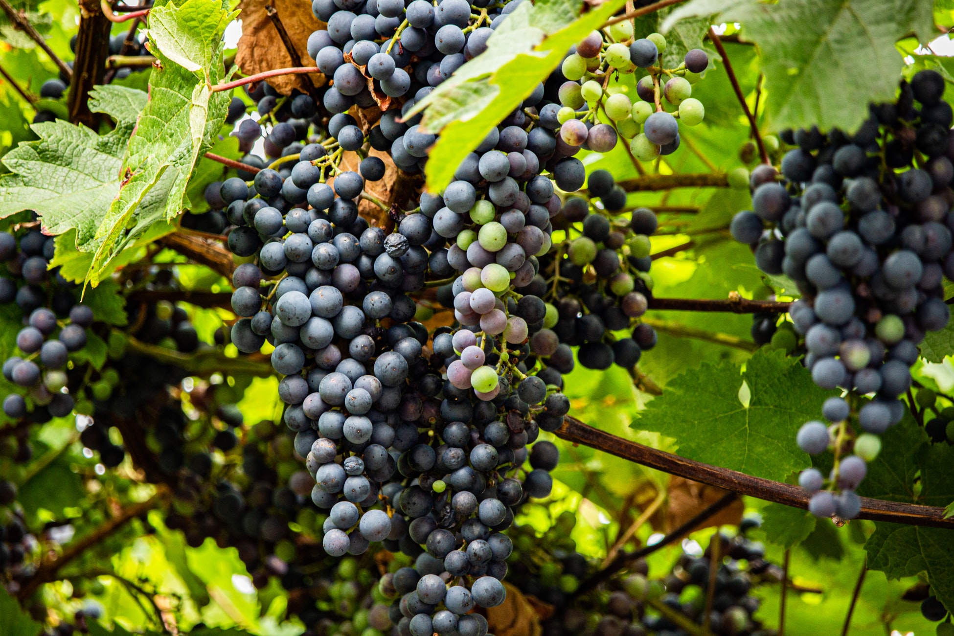 6 Ways to Create a Truly Productive Grape Business in 2024 Vermont