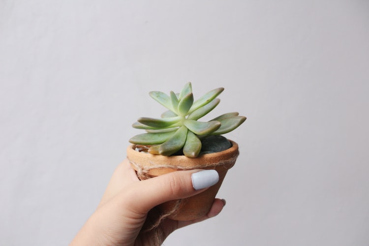 5 Reasons Why Your Succulent is Not Growing Vermont Republic