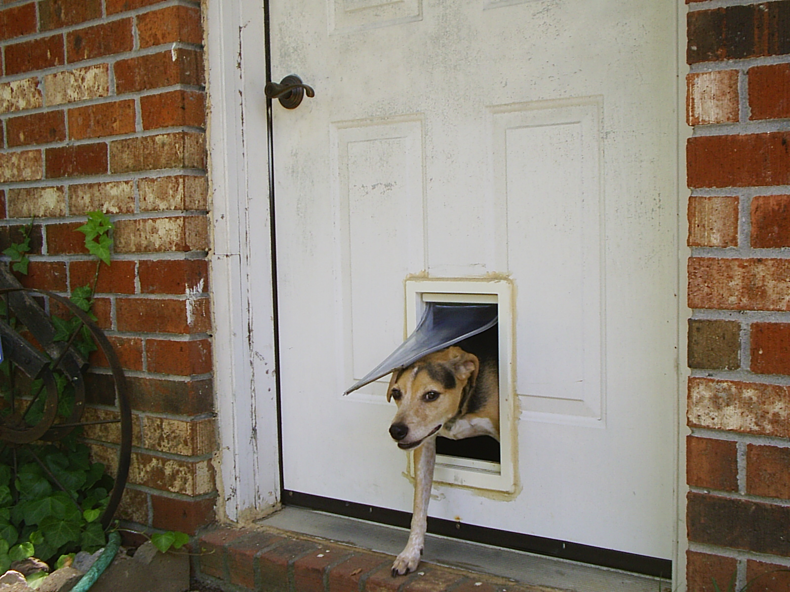 Pet door for bedroom